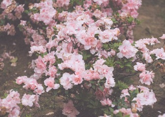 IMG_6011-2