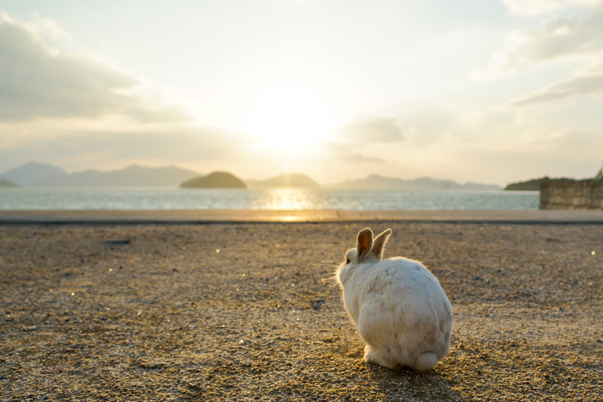 大久野岛(兔子岛)