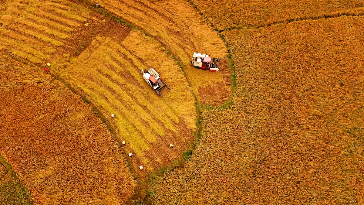 摄于江西恒丰农场.