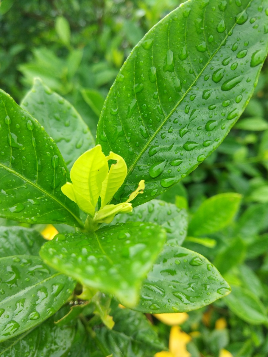 夏日雨后绿色植物小景