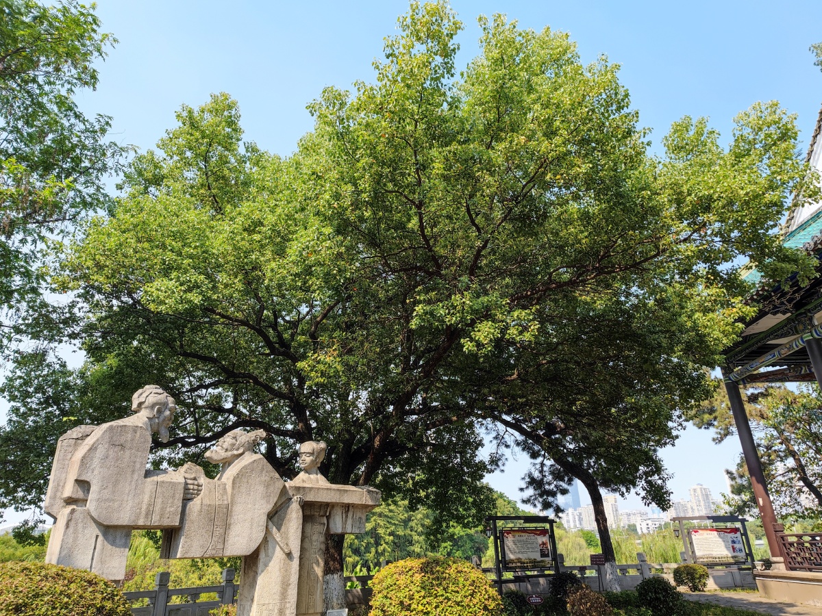 武汉市汉阳区古琴台公园夏日风光