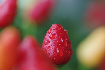 IMGP7005.JPG