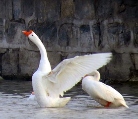 IMG_2029.JPG