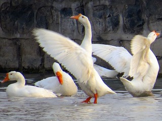 IMG_2030.JPG
