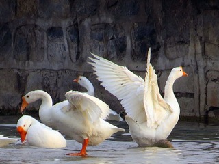 IMG_2031.JPG