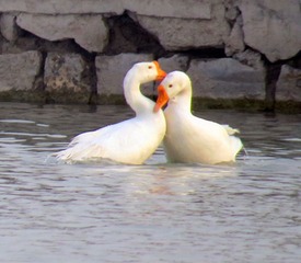 IMG_2027.JPG