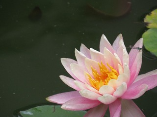 IMG_2101.JPG