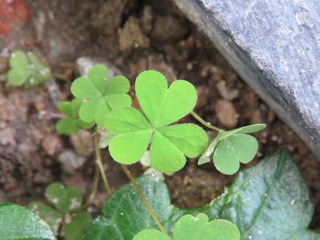 IMG_2130.JPG