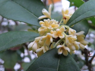 IMG_2146.JPG