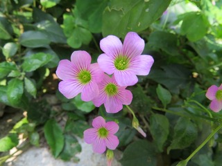 IMG_2165.JPG