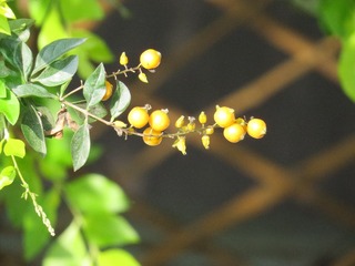 IMG_2208.JPG