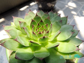 IMG_2320.jpg