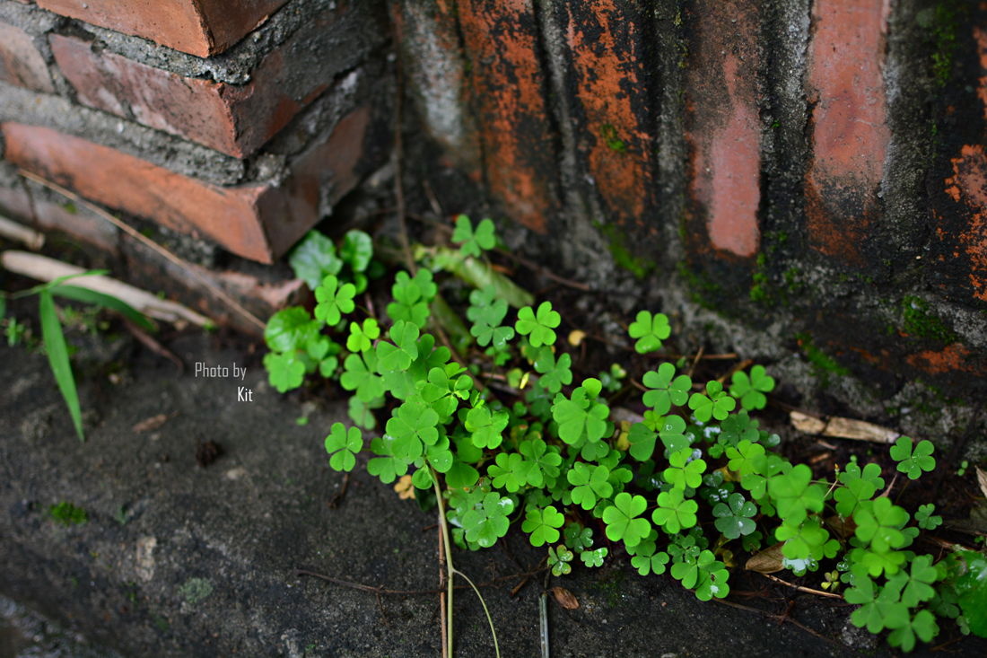 角落里的小三叶草