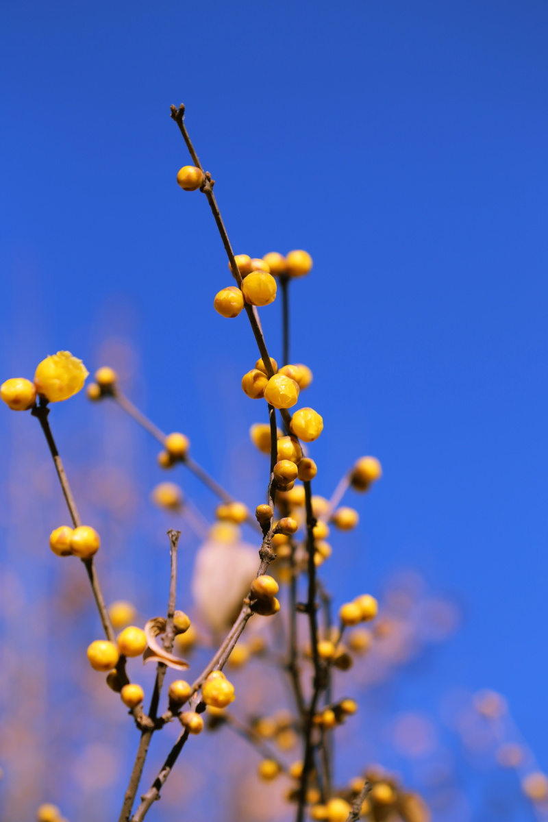 腊梅# - 碧水蓝天拍西安