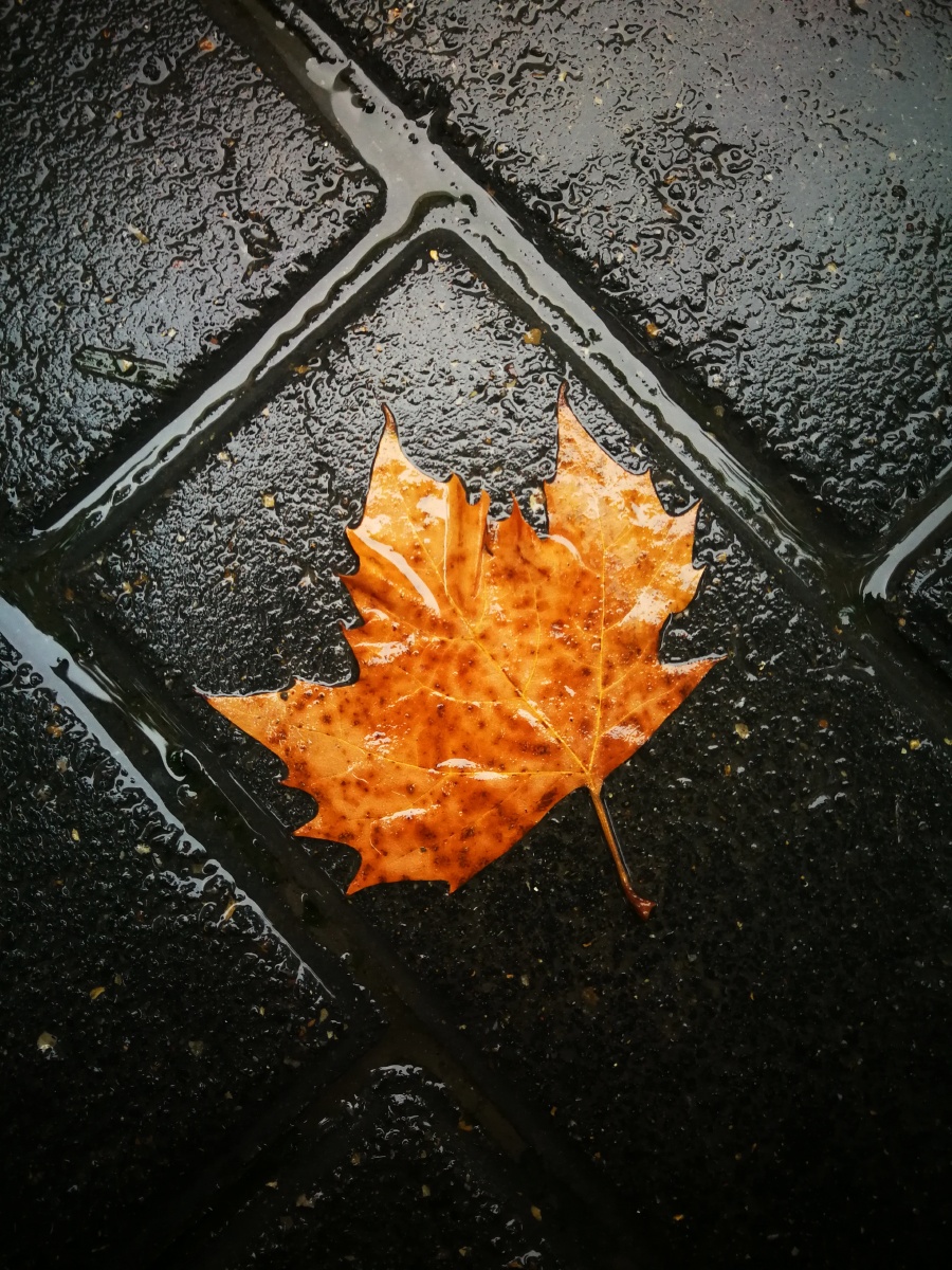 秋雨 滴答滴答 秋风带走一片片树叶 秋天的味道渐浓 诗意 伤感