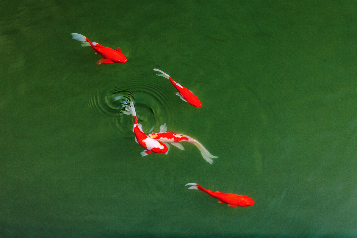 鱼乐图 - 解甲山人 - 图虫