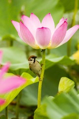 IMG_1870c