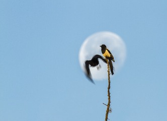 IMG_8250c