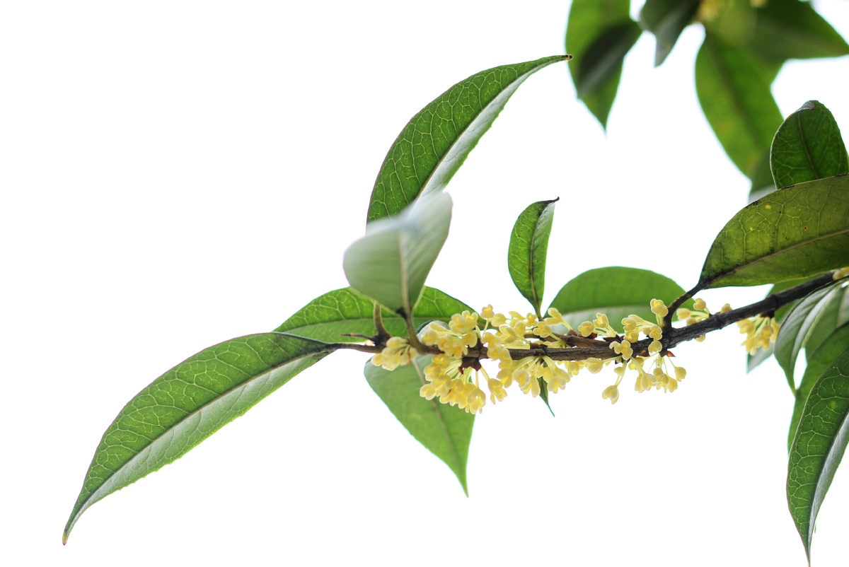 桂花酿——川农校花