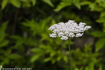 IMG_2094.jpg