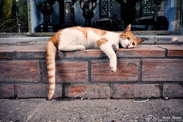 _DSC0318.jpg