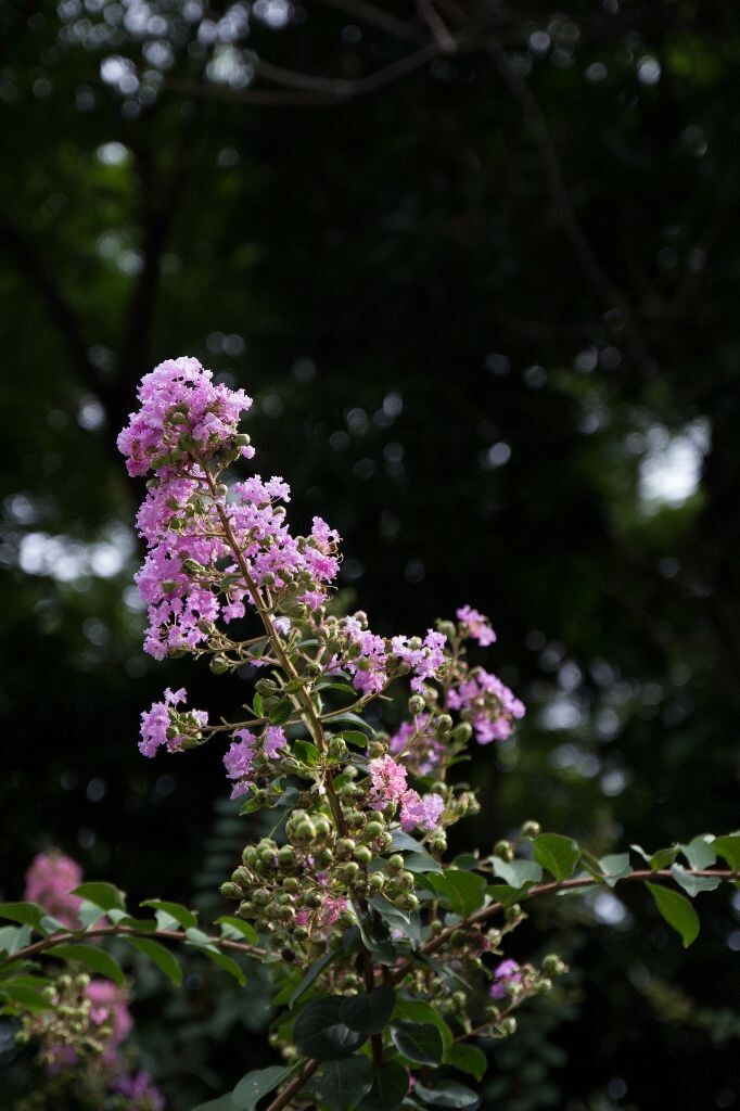 Lychee！<br />
繁树间