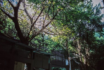 树影