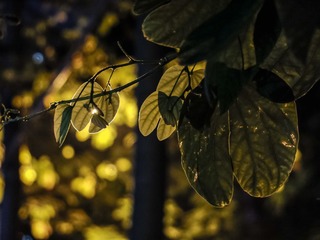 树夜