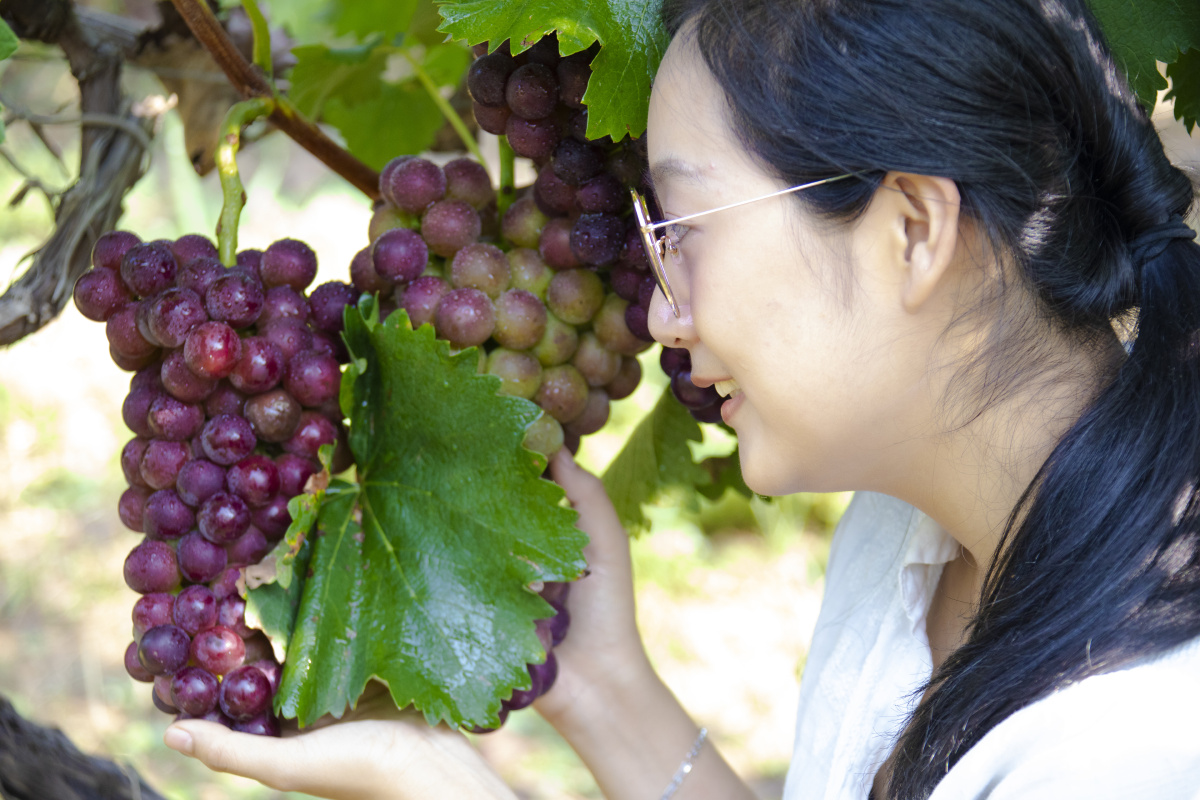 葡萄采摘节上的美女们三