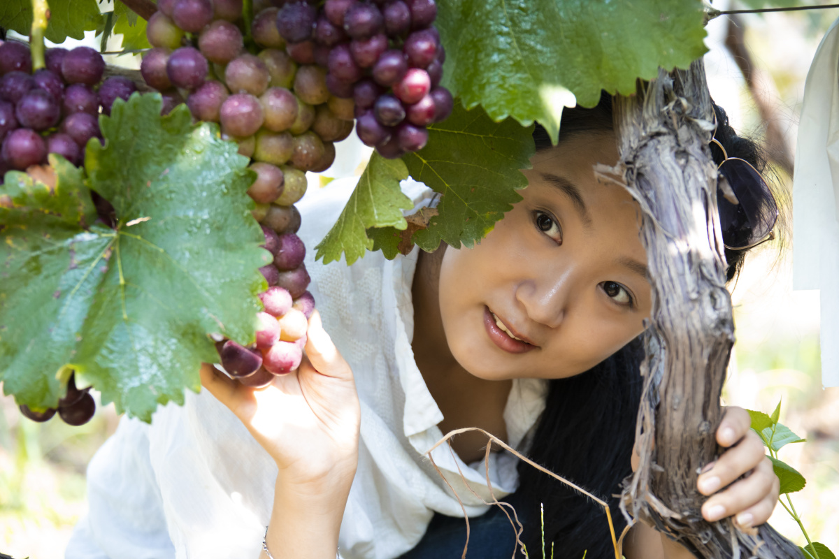 葡萄采摘节上的美女们三