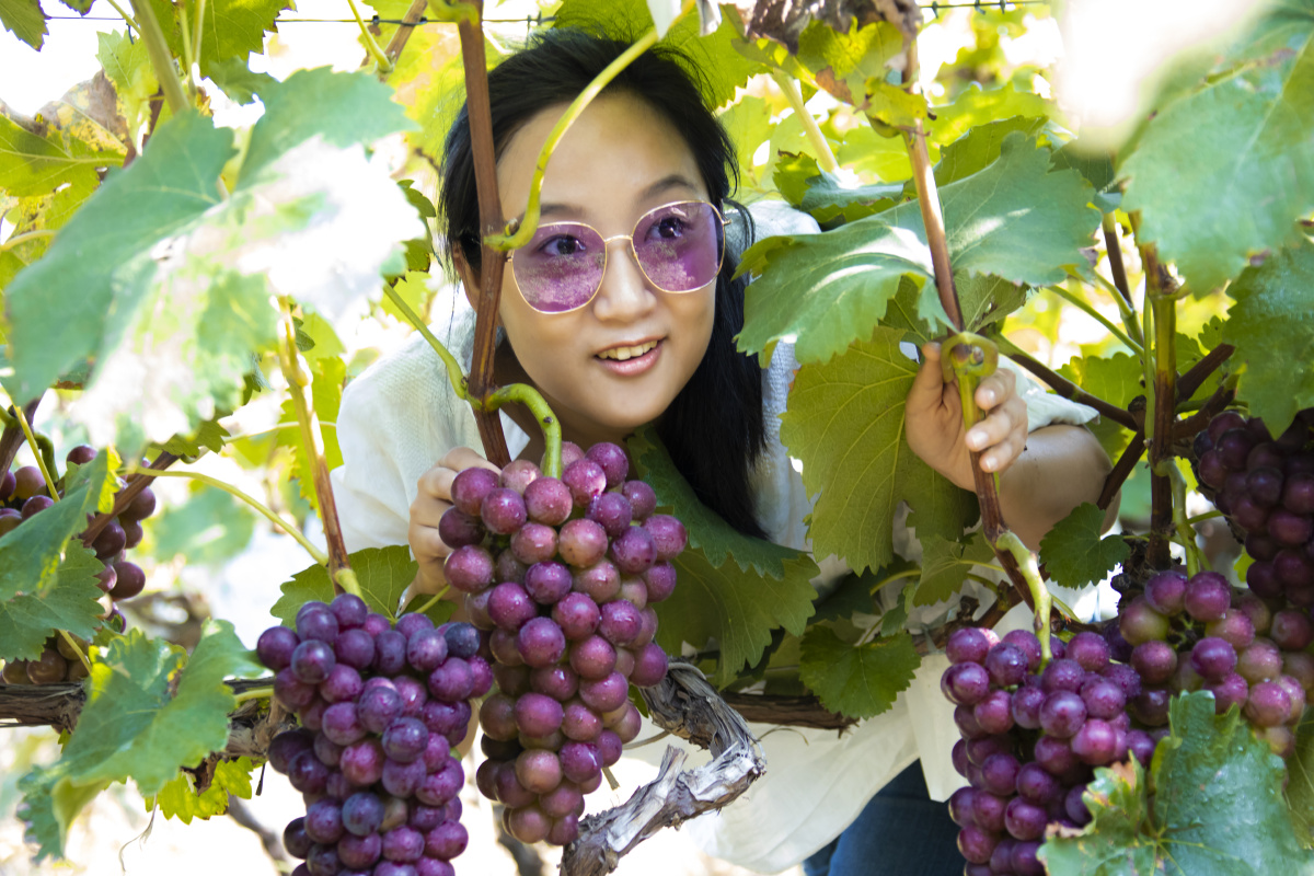 葡萄采摘节上的美女们(三) - 秦风汉韵 - 图虫