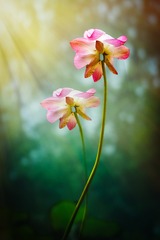映日荷花