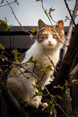 树上的小猫