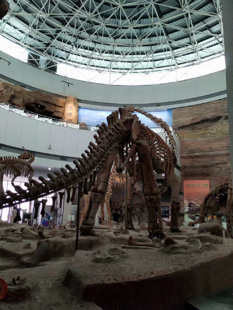 高调博物馆的恐龙化石