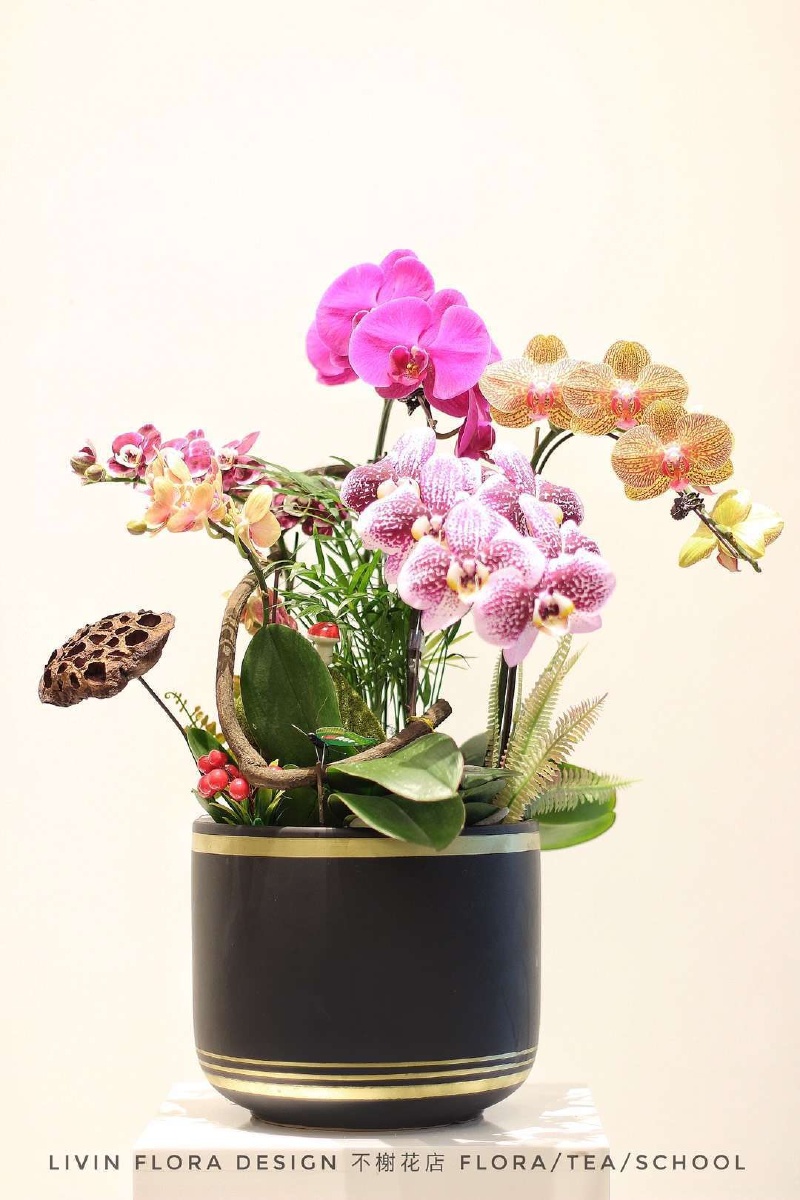 蝴蝶兰和红梅花开迎新春