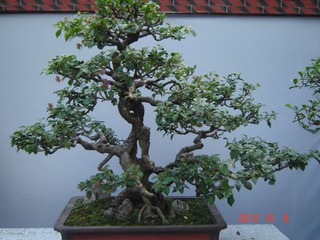 DSC00971.JPG