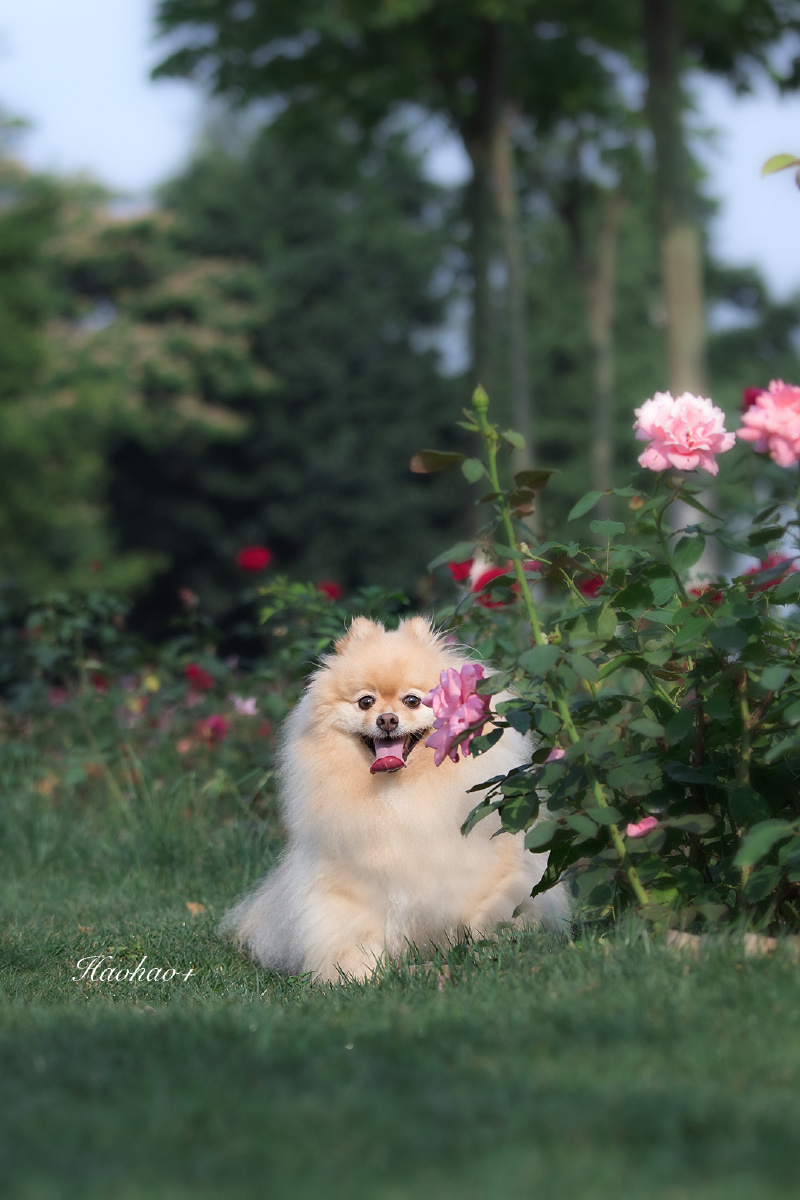 狗在花丛中嫣然一笑