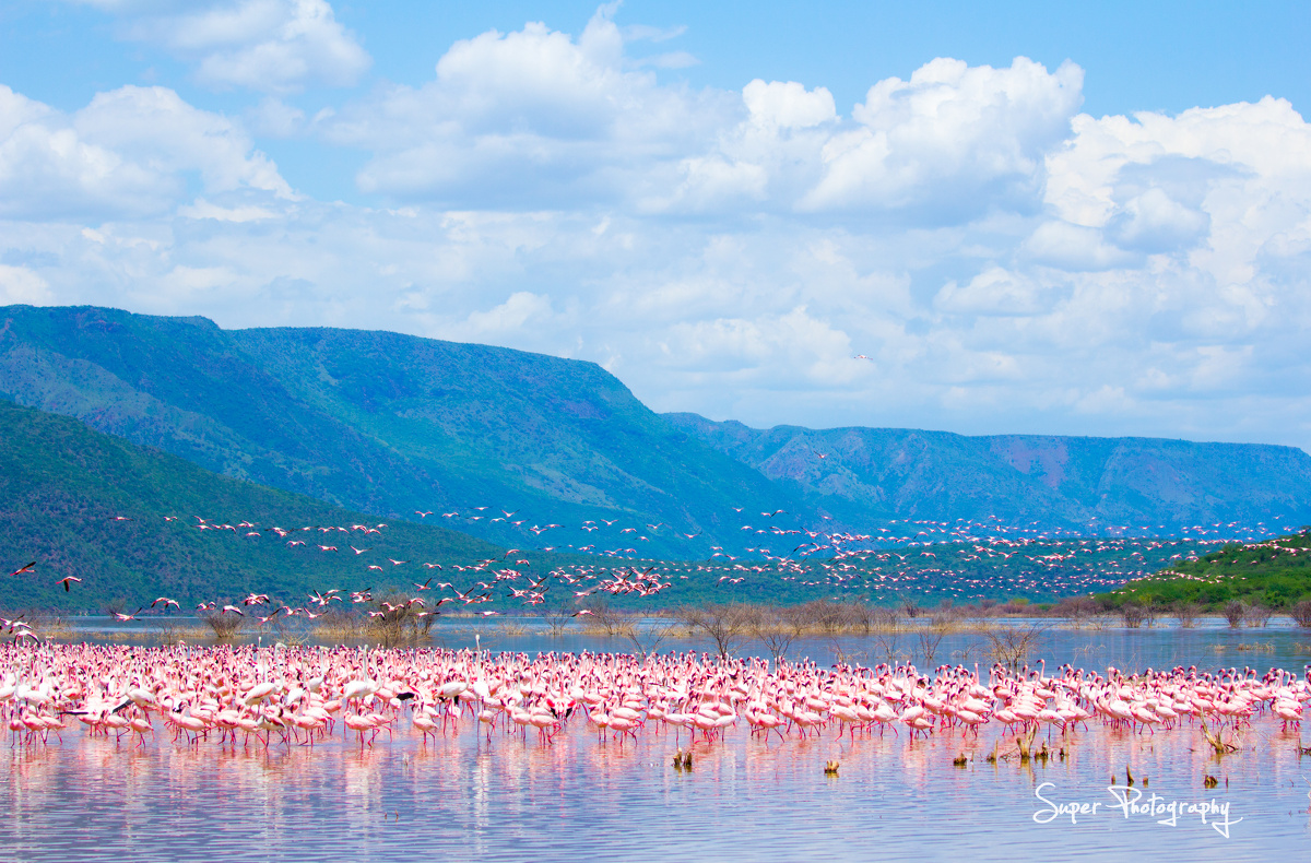 flamingos!——肯尼亚kenya.博格里亚湖lake.bogoria