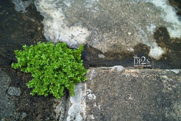 SDIM0017