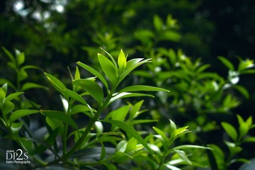 SDIM0045