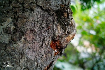 SDIM0058