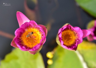 1504375