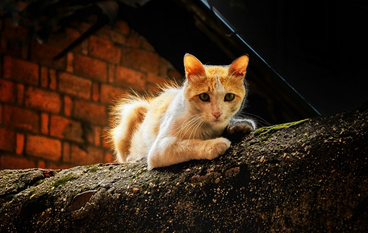 流浪猫 - 天下财神 - 图虫网 - 优质摄影师交流社区