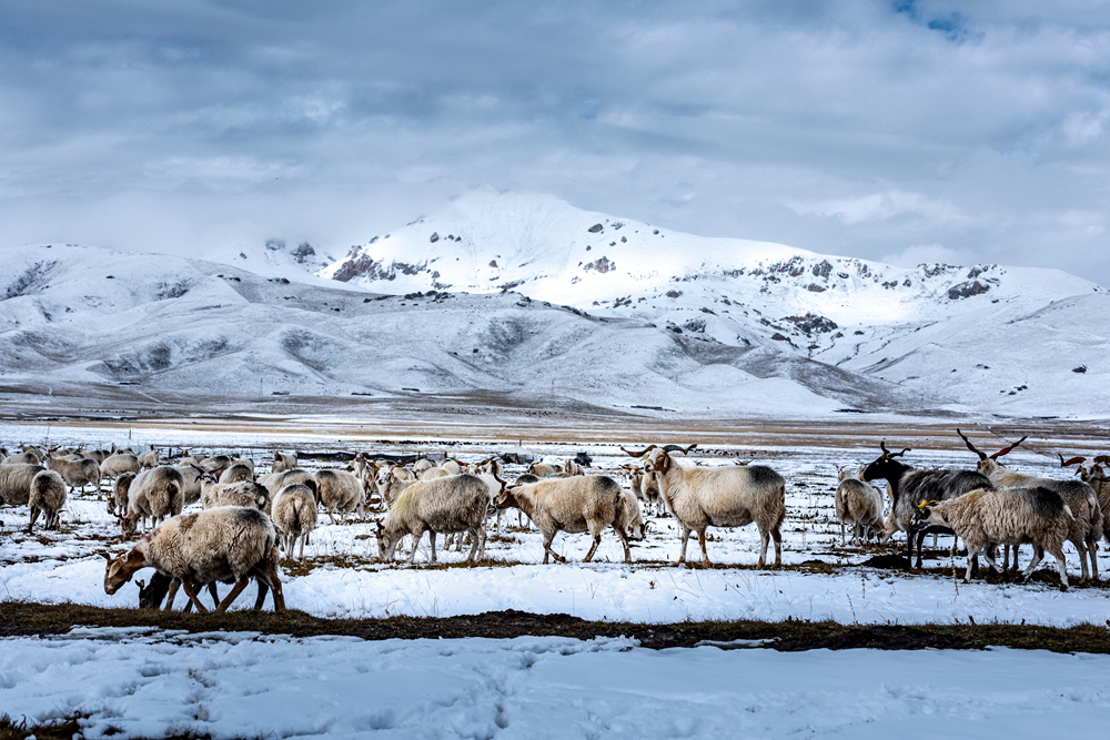 雪中的羊群