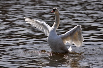 DSC_9949.JPG