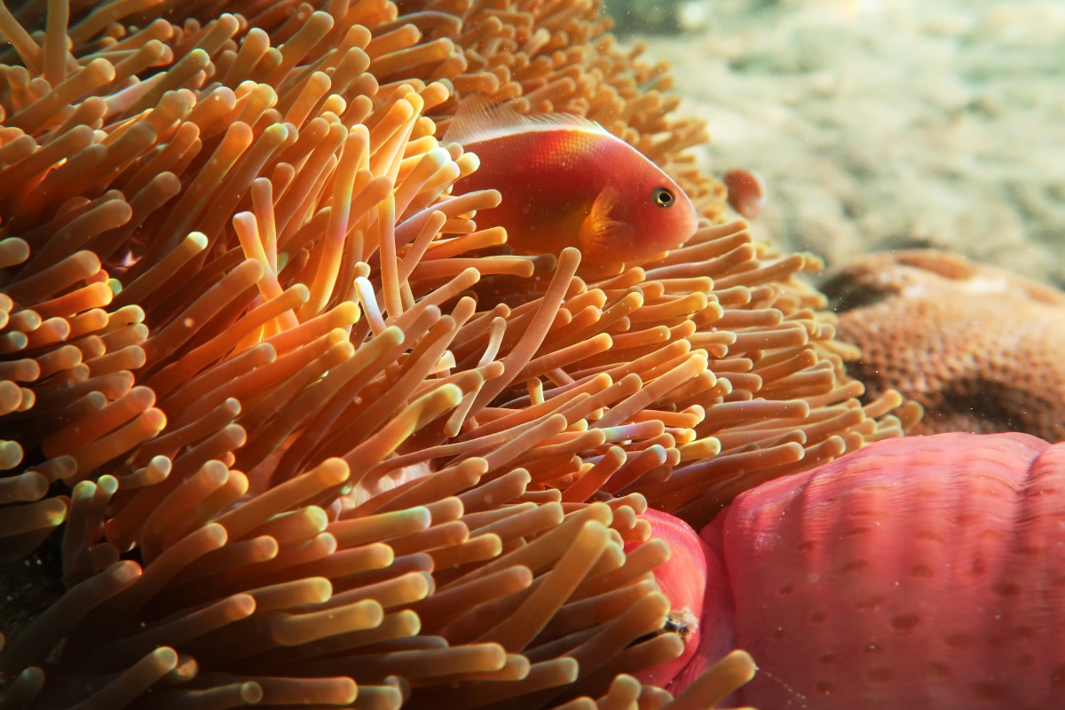 印度洋银线小丑鱼