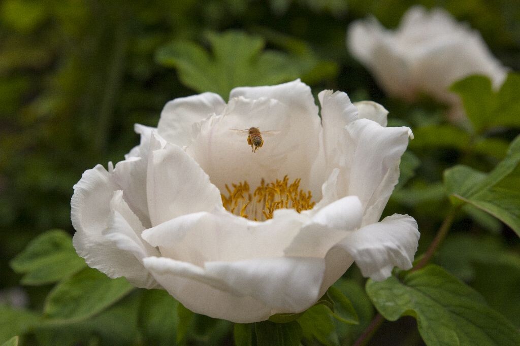 采蜜小蜂