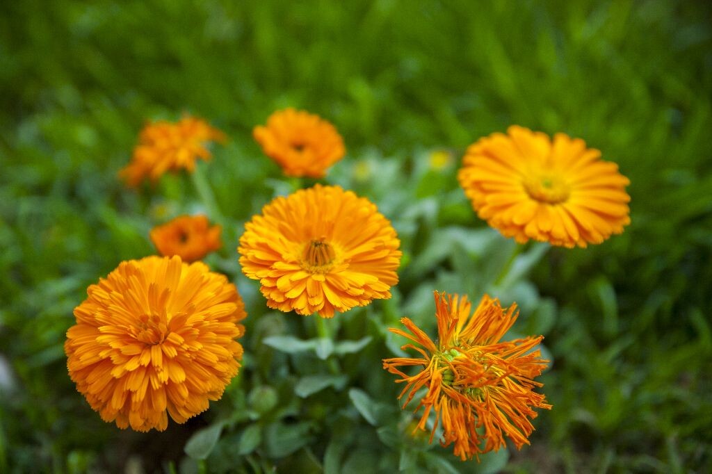 花开花落