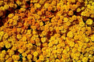 SDIM0427.jpg