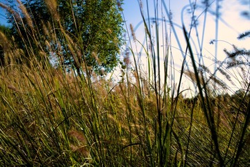 SDIM0518.jpg